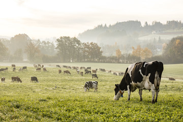 school_farm